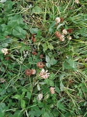 Trifolium hybridum