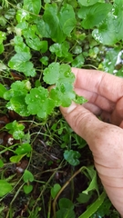 Hydrocotyle americana