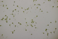 Bovista tomentosa