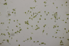 Bovista tomentosa