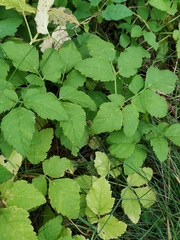 Aegopodium podagraria