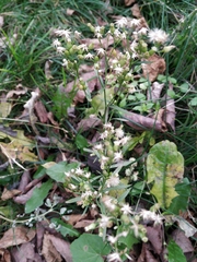 Erigeron canadensis