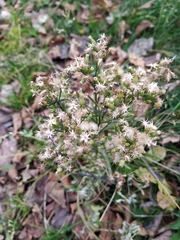 Erigeron canadensis