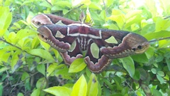 Rothschildia jacobaeae
