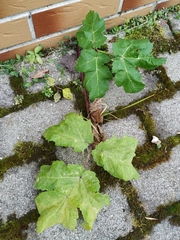 Heracleum sosnowskyi