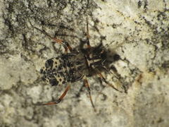 Pterochloroides persicae