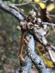 Andricus galeatus