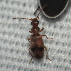 Notoxus photus
