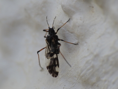 Pterochloroides persicae