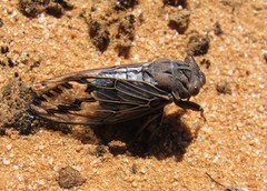 Arenopsaltria nubivena