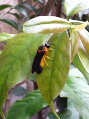 Pachylosticta plaumanni