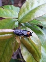 Pachylosticta plaumanni