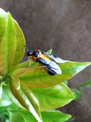 Pachylosticta plaumanni