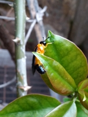 Pachylosticta plaumanni