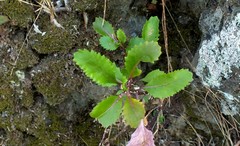 Diplotaxis gorgadensis