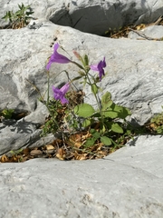 Ruellia occidentalis