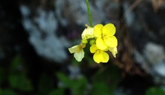 Diplotaxis gorgadensis