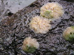 Heterorotula contraversa