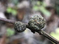 Andricus caliciformis