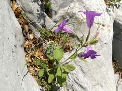Ruellia occidentalis