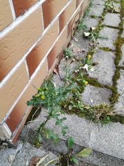 Senecio vulgaris