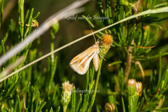 Chiasmia turbulentata