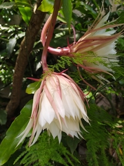 Epiphyllum oxypetalum