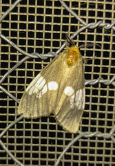 Palasea albimacula
