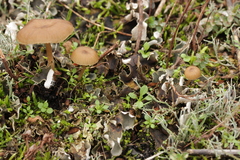 Gamundia striatula