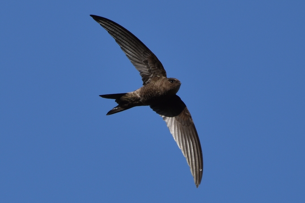 Plain Swift photo