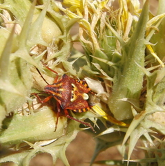 Codophila varia