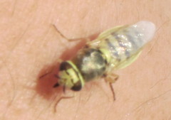Odontomyia arcuata