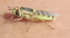 Odontomyia arcuata