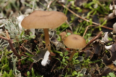 Gamundia striatula