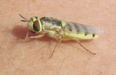 Odontomyia arcuata