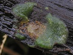 Heterorotula multidentata