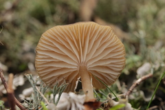Gamundia striatula