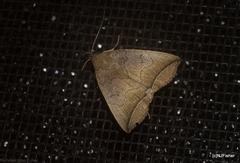 Simplicia armatalis