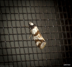 Isomoralla gephyrota