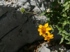 Wedelia acapulcensis