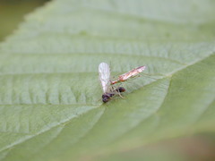 Dicyphus famelicus