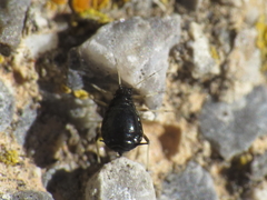 Myzus cerasi