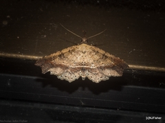 Philogethes metableta