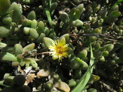 Delosperma echinatum