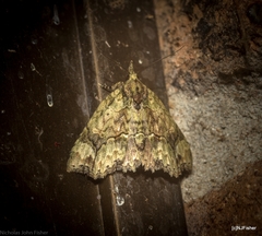 Tamba conscripta
