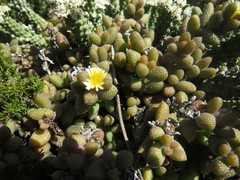 Delosperma echinatum