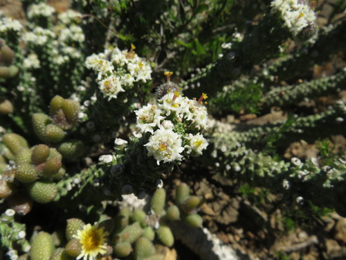 Euphorbia inermis, photograph 5