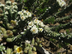 Euphorbia inermis