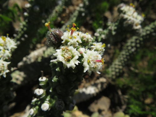 Euphorbia inermis, photograph 6