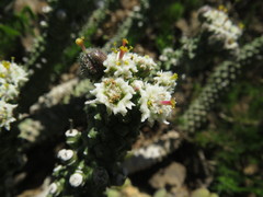 Euphorbia inermis